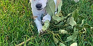 Kai is registered to the contest to win money with this photo: puppy, dog, chihuahua, grass, leaf, branch, outdoor, pet, animal, small_dog, cute, ears, nature, playful, young_dog, greenery, summer, fur, canine, adorable