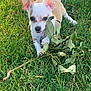 puppy, dog, chihuahua, grass, leaf, branch, outdoor, pet, animal, small_dog, cute, ears, nature, playful, young_dog, greenery, summer, fur, canine, adorable