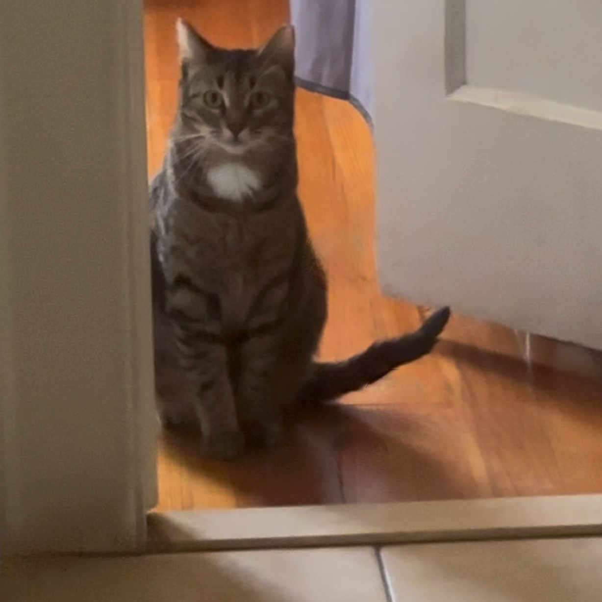 Lila is registered to the contest to win money with this photo: animal, cat, cozy, curious, domestic, doorway, eyes, feline, flooring, fur, home, indoor, pet, quiet, sitting, tabby, tail, watching, whiskers, wooden_floor