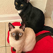 Eve And Mr Kiyoshi is registered to the contest to win money with this photo: cats, black_cat, siamese_cat, two_animals, pet, feline, blue_eyes, yellow_eyes, pointed_ears, whiskers, fur, sitting, portrait, indoor, red_cushion, tiled_floor, wall, close_up, animal_photography, companionship