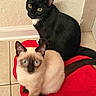 animal_photography, black_cat, blue_eyes, cats, close_up, companionship, feline, fur, indoor, pet, pointed_ears, portrait, red_cushion, siamese_cat, sitting, tiled_floor, two_animals, wall, whiskers, yellow_eyes
