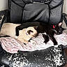 Eve And Mr Kiyoshi joined the competition — help win amazing prizes! cats, kittens, sleeping, sleepy, snuggling, black_cat, cream_cat, siamese_cat, indoor, office_chair, blanket, furniture, pet, animal, relaxed, resting, lying_down, whiskers, collar, cozy