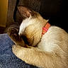 Eve joined the competition — help win amazing prizes! cat, sleeping, paw, collar, fur, blue_blanket, cozy, indoor, resting, cute, pet, animal, closeup, soft_light, feline, relaxed, warm_colors, comfort, cuddly, nap