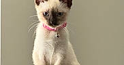 Eve is registered to the contest to win money with this photo: bell, blue_eyes, cat, close_up, curious, ears, feline, fur, indoor, kitten, leather_chair, neutral_background, paws, perched, pet, pink_collar, siamese_kitten, sitting, whiskers, young_animal