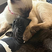 Eve is registered to the contest to win money with this photo: cat, cats, feline, whiskers, fur, snuggling, embrace, closeup, indoor, pet, animal, cute, sleeping, resting, domestic, friendship, affection, soft, cozy, collar
