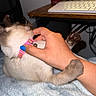 kitten, cat, pet, playful, collar, pink_collar, paw, hand, finger, bite, blanket, desk, keyboard, drink, indoor, cozy, feline, cute, animal, whiskers