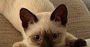 Eve joined the competition — help win amazing prizes! cat, kitten, siamese, pet, animal, indoor, cushion, beige, fur, ears, eyes, playful, curious, cute, soft_light, texture, resting, closeup, portrait, cozy