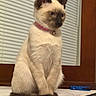 Eve is registered to the contest to win money with this photo: cat, siamese_cat, pet, animal, indoor, marble_surface, pink_collar, bell, window, wooden_frame, blinds, blue_clothespin, sitting, fur, whiskers, ears, tail, looking_away, domestic_cat, quiet