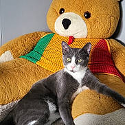 Bilbo participe au concours pour gagner de l'argent avec cette photo : cat, tuxedo_cat, kitten, animal, pet, sitting, lying_down, relaxed, gray_fur, white_fur, green_eyes, whiskers, pink_nose, teddy_bear, stuffed_animal, sweater, colorful_clothing, blanket, indoor, portrait