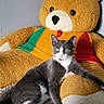 cat, tuxedo_cat, kitten, animal, pet, sitting, lying_down, relaxed, gray_fur, white_fur, green_eyes, whiskers, pink_nose, teddy_bear, stuffed_animal, sweater, colorful_clothing, blanket, indoor, portrait