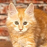 cat, kitten, orange_tabby, fur, whiskers, eyes, ears, paws, wooden_floor, brick_wall, curious, pet, animal, indoor, closeup, feline, cute, young, mammal, playful