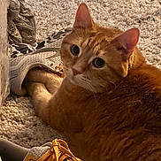 Leo is registered to the contest to win money with this photo: cat, ginger_cat, carpet, sneaker, shoe, indoor, pet, feline, curious, paw, closeup, cozy, fur, playful, orange, domestic_animal, animal, resting, footwear, texture