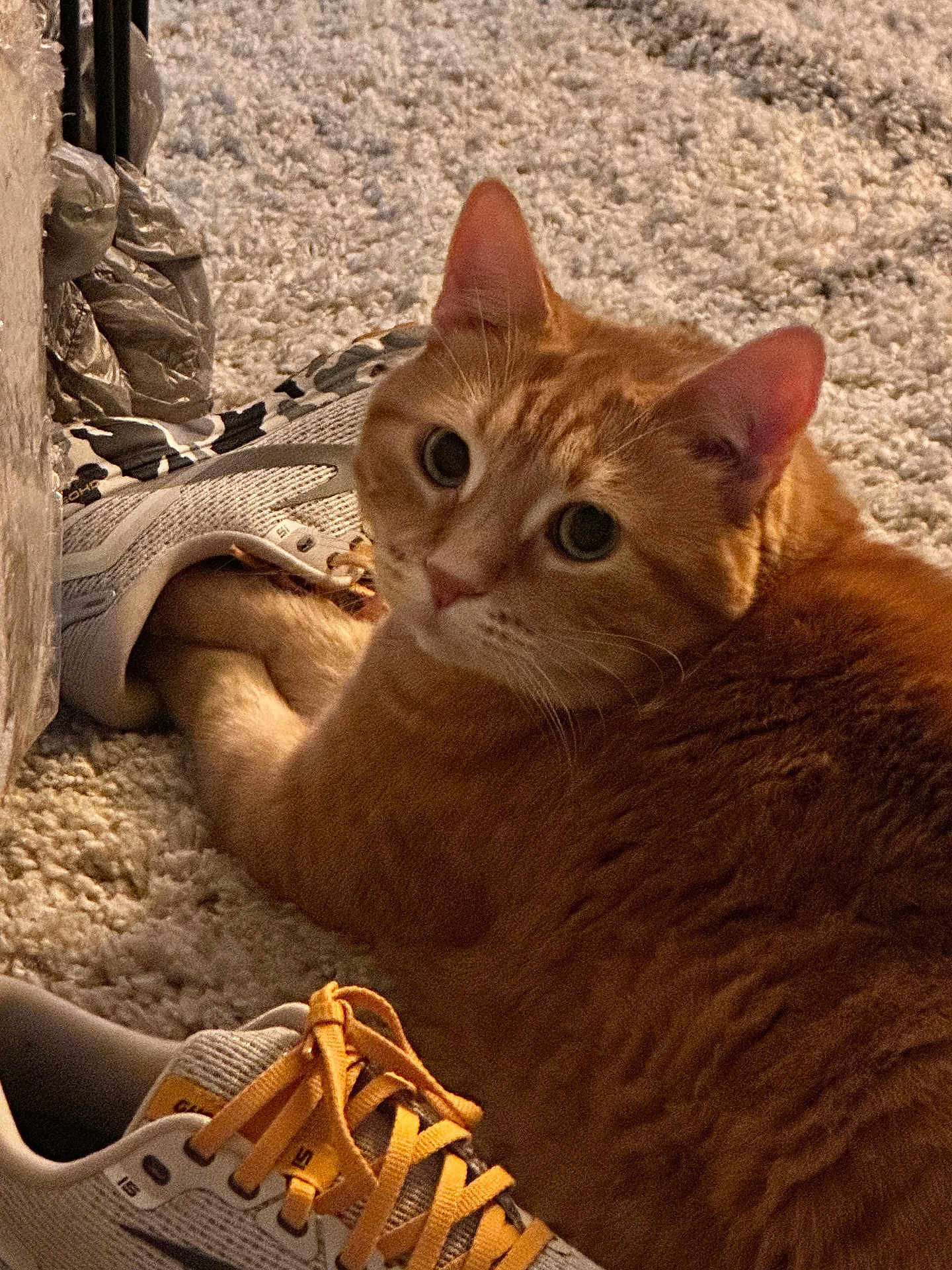 Leo