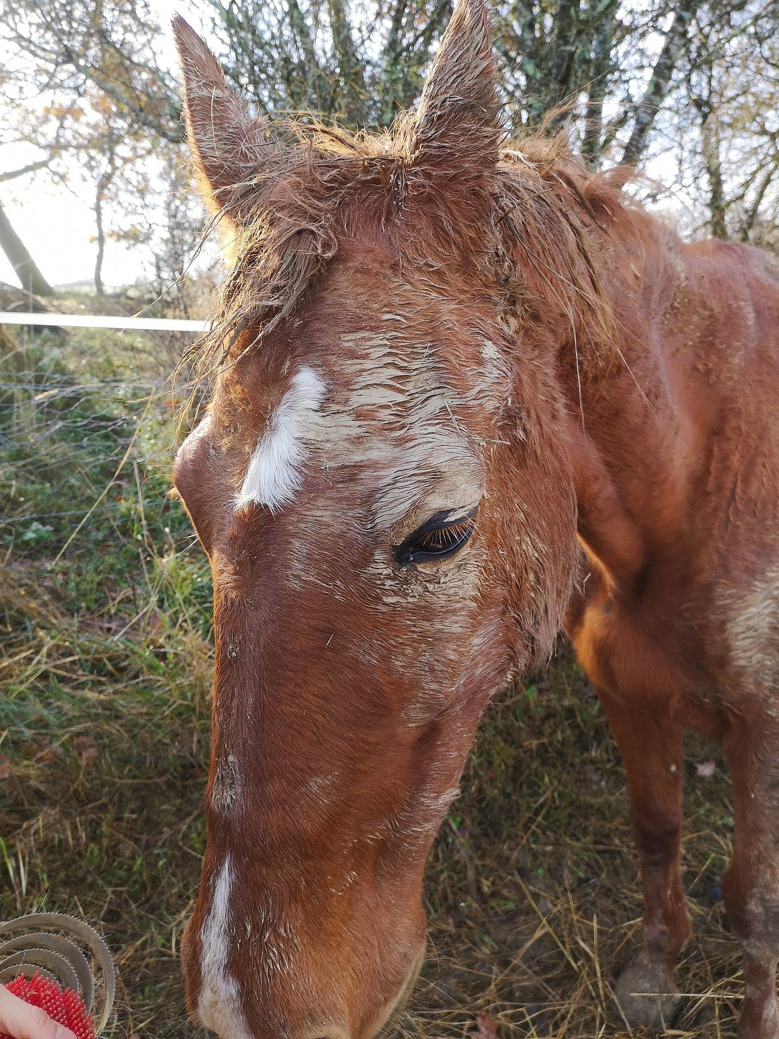Isis participe au concours pour gagner de l'argent avec cette photo : bridle, colt, grass, hair, hay, horse, horse_tack, liver, livestock, mammal, mane, mare, mustang_horse, pack_animal, plant, snout, sorrel, straw, terrestrial_animal, vertebrate