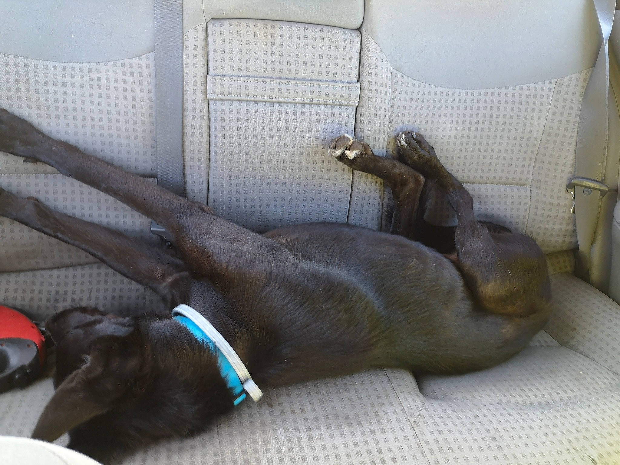 Lancelot participe au concours pour gagner de l'argent avec cette photo : canidae, carnivore, comfort, dog, dog_breed, fawn, greyhound, italian_greyhound, lurcher, sporting_group, weimaraner