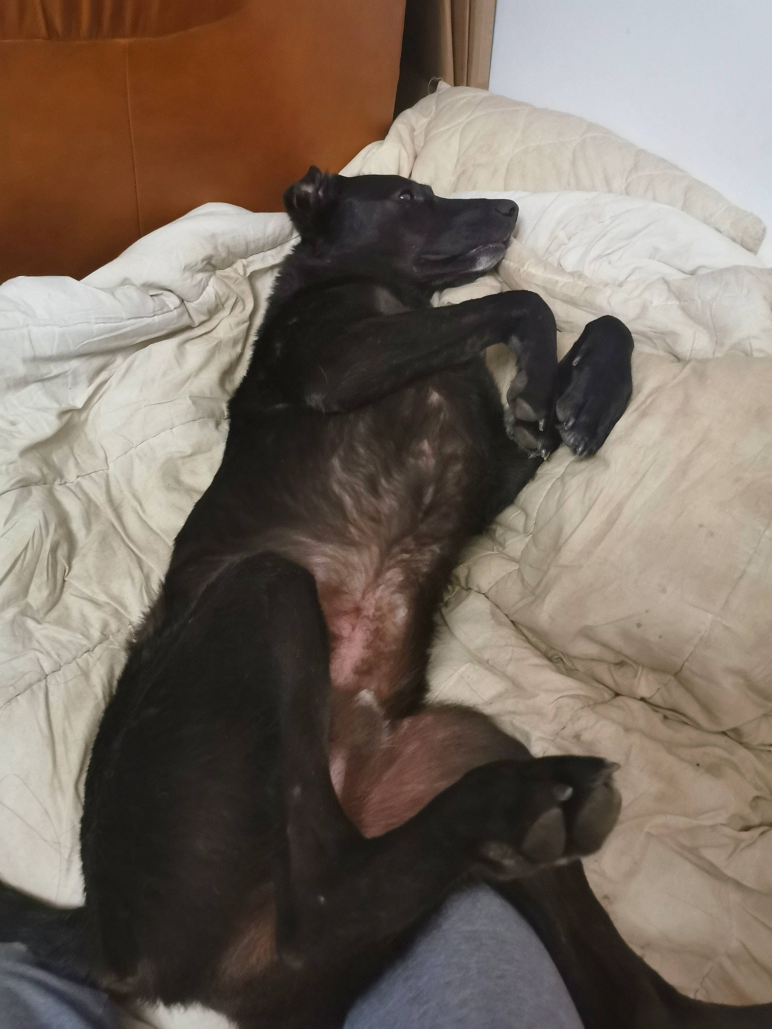 Lancelot participe au concours pour gagner de l'argent avec cette photo : canidae, carnivore, comfort, companion_dog, dog, dog_breed, furniture, guard_dog, italian_greyhound, leg, lurcher, nap, non_sporting_group, puppy, sleep, sporting_group, tail