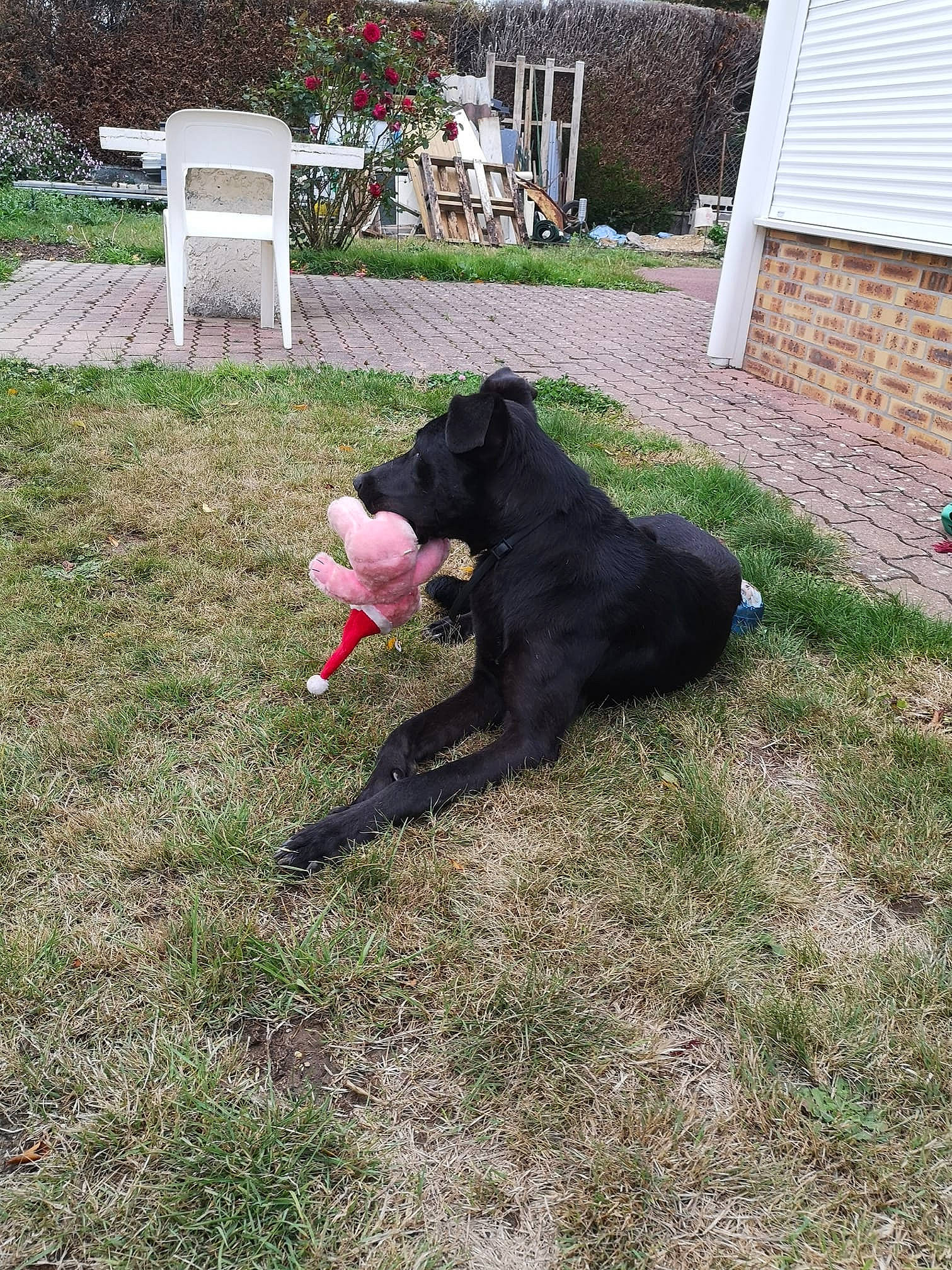 Lancelot participe au concours pour gagner de l'argent avec cette photo : backyard, canidae, carnivore, dog, dog_breed, flat_coated_retriever, grass, guard_dog, mammal, schnauzer, sporting_group, terrier, vertebrate, yard