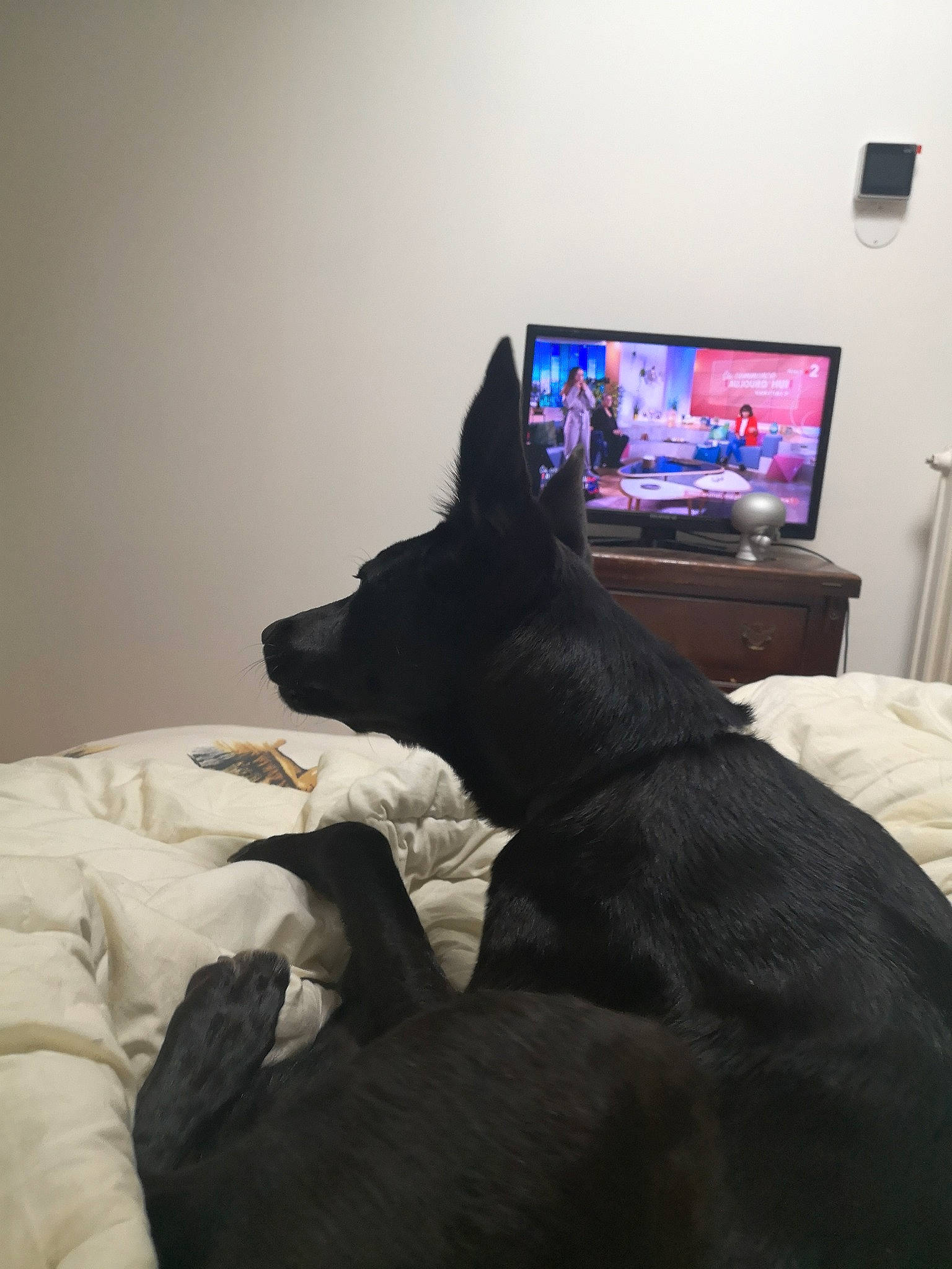 Lancelot a rejoint le concours — aidez-le/la à gagner de superbes lots ! bed, canidae, carnivore, comfort, couch, dog, dog_breed, ear, furniture, non_sporting_group, room, schipperke, whiskers