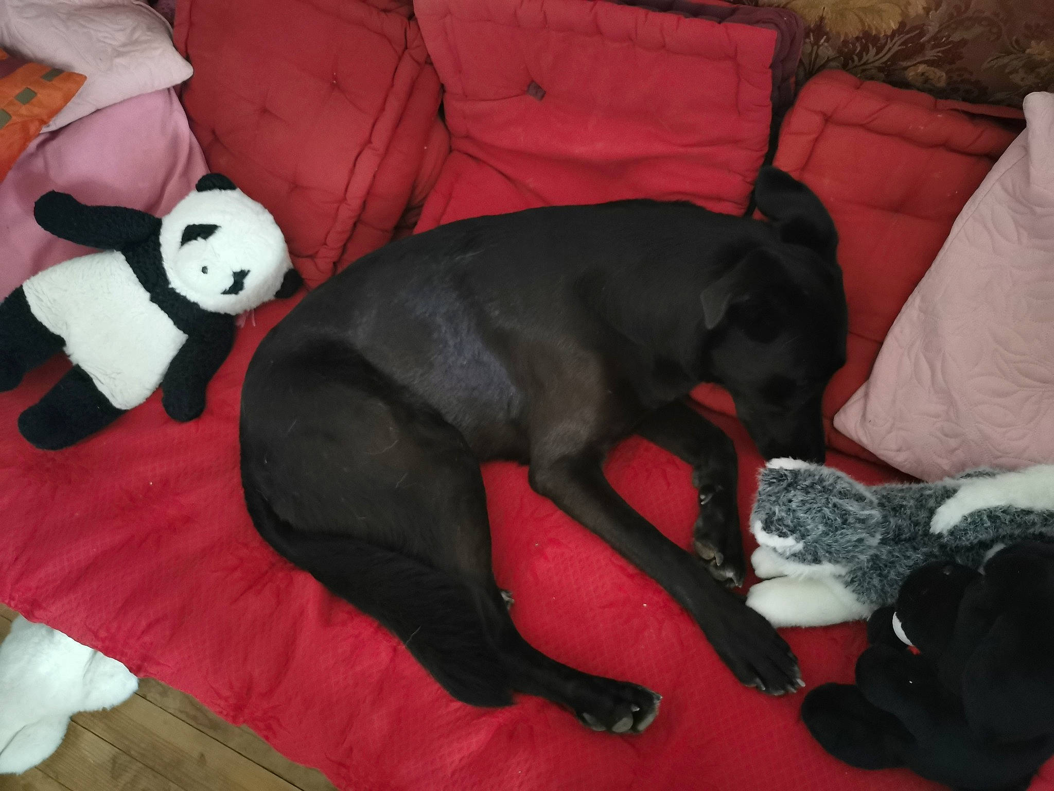 Lancelot a rejoint le concours — aidez-le/la à gagner de superbes lots ! black, borador, canidae, carnivore, companion_dog, dog, dog_breed, mammal, non_sporting_group, snout, sporting_group, tail