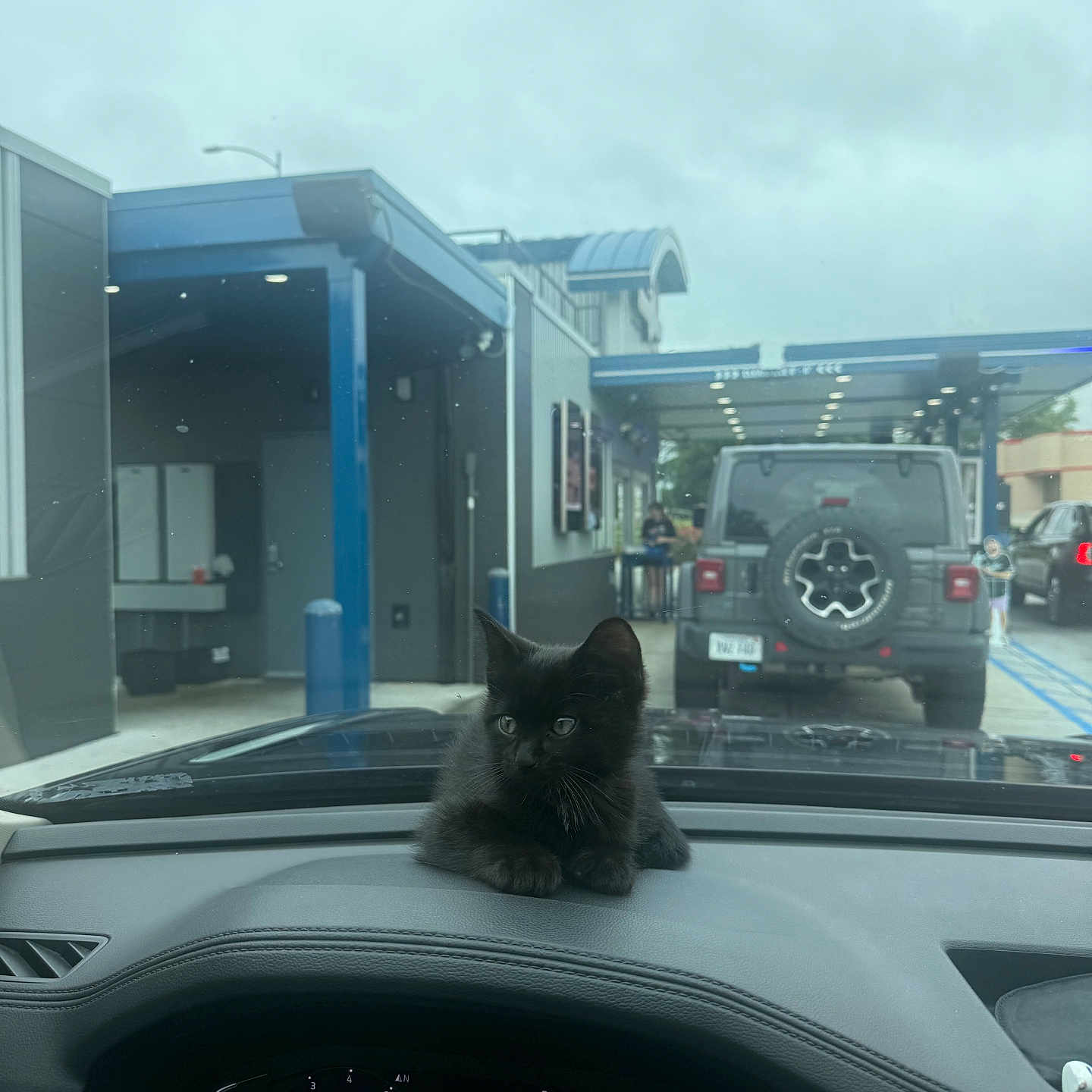 Binx joined the competition — help win amazing prizes! black_kitten, cat, dashboard, car_interior, steering_wheel, drive_thru, gray_suv, cloudy_sky, parking_lot, building, person, blue_pillar, window, door, animal, pet, vehicle, outdoor, waiting, urban