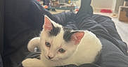 Pitchoune participe au concours pour gagner de l'argent avec cette photo : cat, kitten, white_cat, black_markings, pet, indoor, lap, relaxing, furniture, television, cozy, home, floor, window, light, person, clothing, black_pants, whiskers, cute