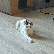 Pitchoune a rejoint le concours — aidez-le/la à gagner de superbes lots ! cat, white_cat, black_markings, pet, animal, floor, wooden_floor, indoor, furniture, cat_furniture, relaxed, stretching, paw, cute, domestic_animal, mammal, resting, home, living_room, playful