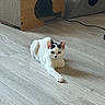 cat, white_cat, black_markings, pet, animal, floor, wooden_floor, indoor, furniture, cat_furniture, relaxed, stretching, paw, cute, domestic_animal, mammal, resting, home, living_room, playful