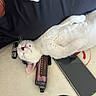 Pitchoune a rejoint le concours — aidez-le/la à gagner de superbes lots ! cat, sleeping, white_fur, black_markings, smartphone, electronic_device, blanket, indoor, close_up, pet, relaxed, resting, cute, animal, feline, whiskers, soft, cozy, domestic, nap