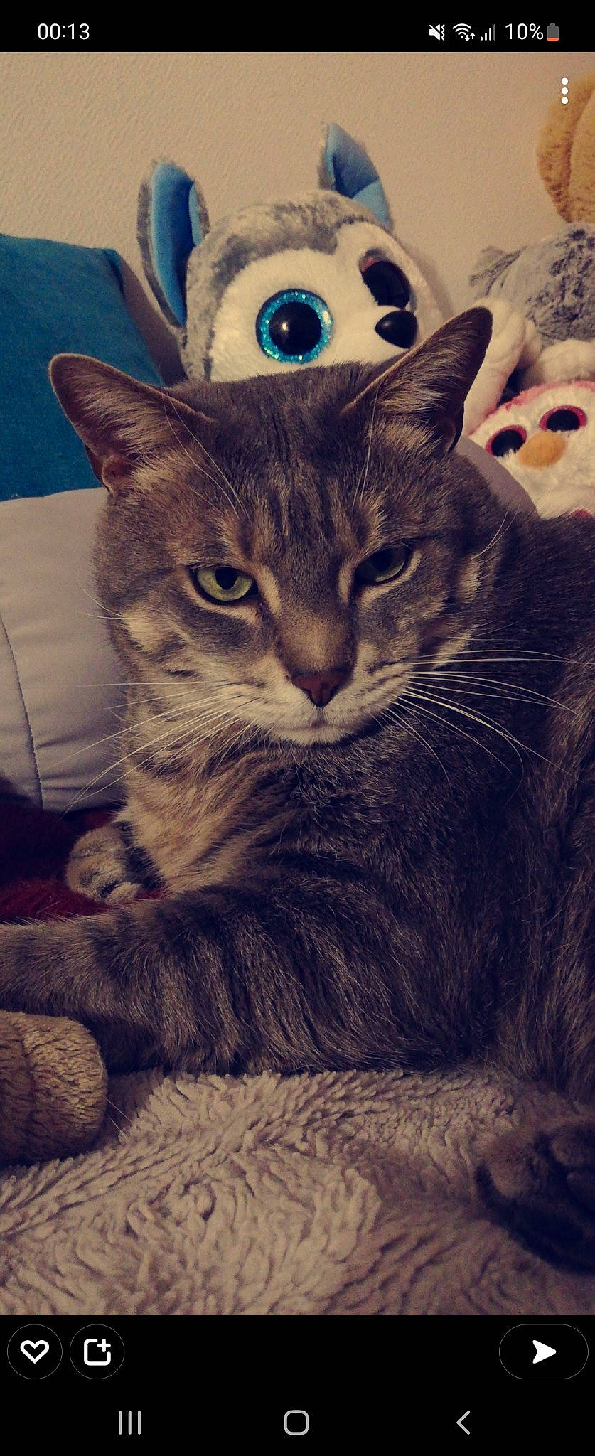 Ralph a rejoint le concours — aidez-le/la à gagner de superbes lots ! carnivore, cat, claw, comfort, domestic_short_haired_cat, eye, felidae, fur, iris, paw, small_to_medium_sized_cats, snout, square, tail, whiskers, window