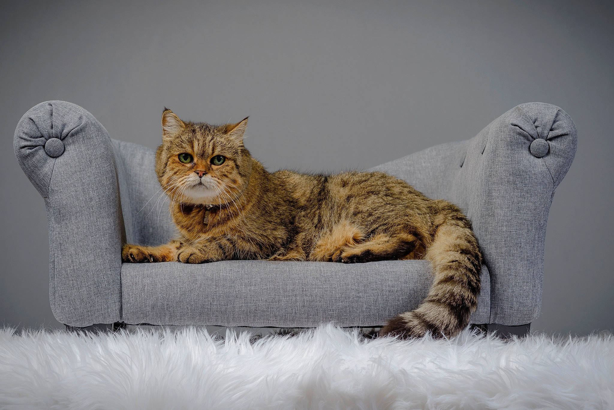 Betty participe au concours pour gagner de l'argent avec cette photo : carnivore, cat, claw, comfort, domestic_short_haired_cat, felidae, fur, grey, nap, organism, paw, rectangle, sitting, small_to_medium_sized_cats, tail, terrestrial_animal, whiskers, wildlife
