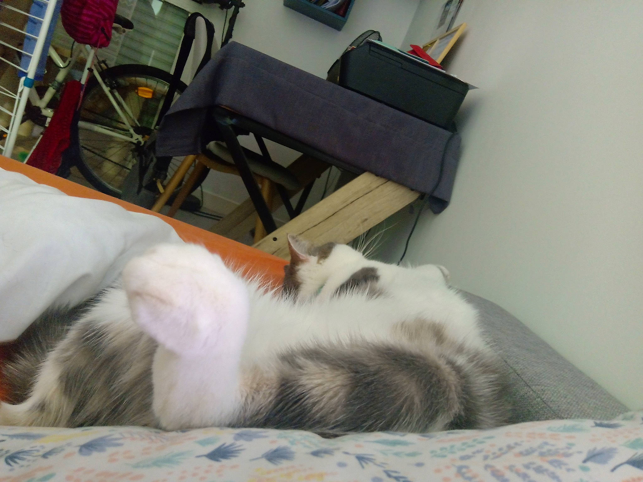 Roméo participe au concours pour gagner de l'argent avec cette photo : bed, carnivore, cat, chair, comfort, companion_dog, dog_breed, felidae, floor, flooring, fur, grey, hardwood, linens, room, small_to_medium_sized_cats, sporting_group, tail, whiskers, wood