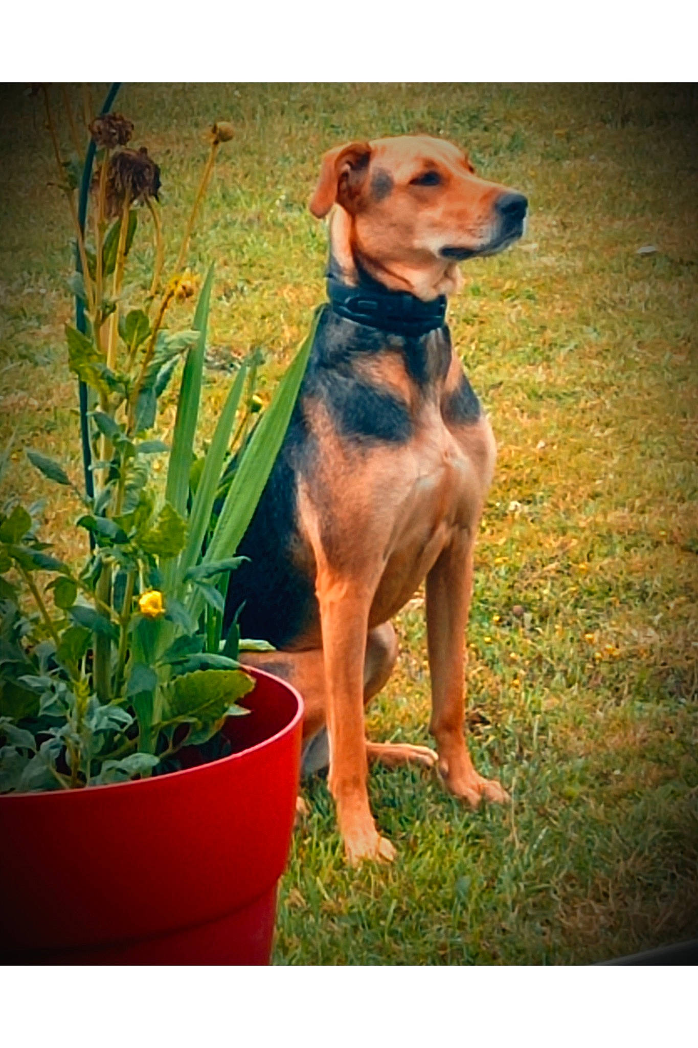 Tahiti a rejoint le concours — aidez-le/la à gagner de superbes lots ! canidae, carnivore, companion_dog, dog, dog_breed, dog_collar, dog_supply, fawn, flowerpot, grass, herb, hound, houseplant, liver, pet_supply, plant, sporting_group, tail, terrestrial_plant, working_animal