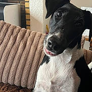 ûska participe au concours pour gagner de l'argent avec cette photo : black_and_white, brown_eyes, close_up, couch, curious, cushion, dog, floppy_ears, friendly, head_tilt, home, indoors, living_room, pet, photography, portrait, seated, short_hair, sofa, white_chest
