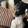 black_and_white, brown_eyes, close_up, couch, curious, cushion, dog, floppy_ears, friendly, head_tilt, home, indoors, living_room, pet, photography, portrait, seated, short_hair, sofa, white_chest