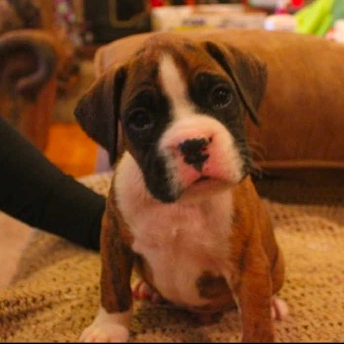 Tyson is registered to the contest to win money with this photo: adult, animal, bostonbull, boxer, bulldog, canine, couch, dog, face, frenchbulldog, furniture, head, hound, male, man, person, pet, pitbull, puppy, snout