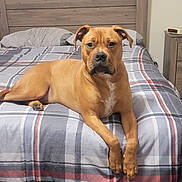 Zeus joined the competition — help win amazing prizes! dog, bed, plaid_comforter, brown_dog, indoor, furniture, pillow, bedroom, resting, pet, canine, carpet, wooden_furniture, nightstand, clock, relaxed, domestic, animal, looking_at_camera, laying_down