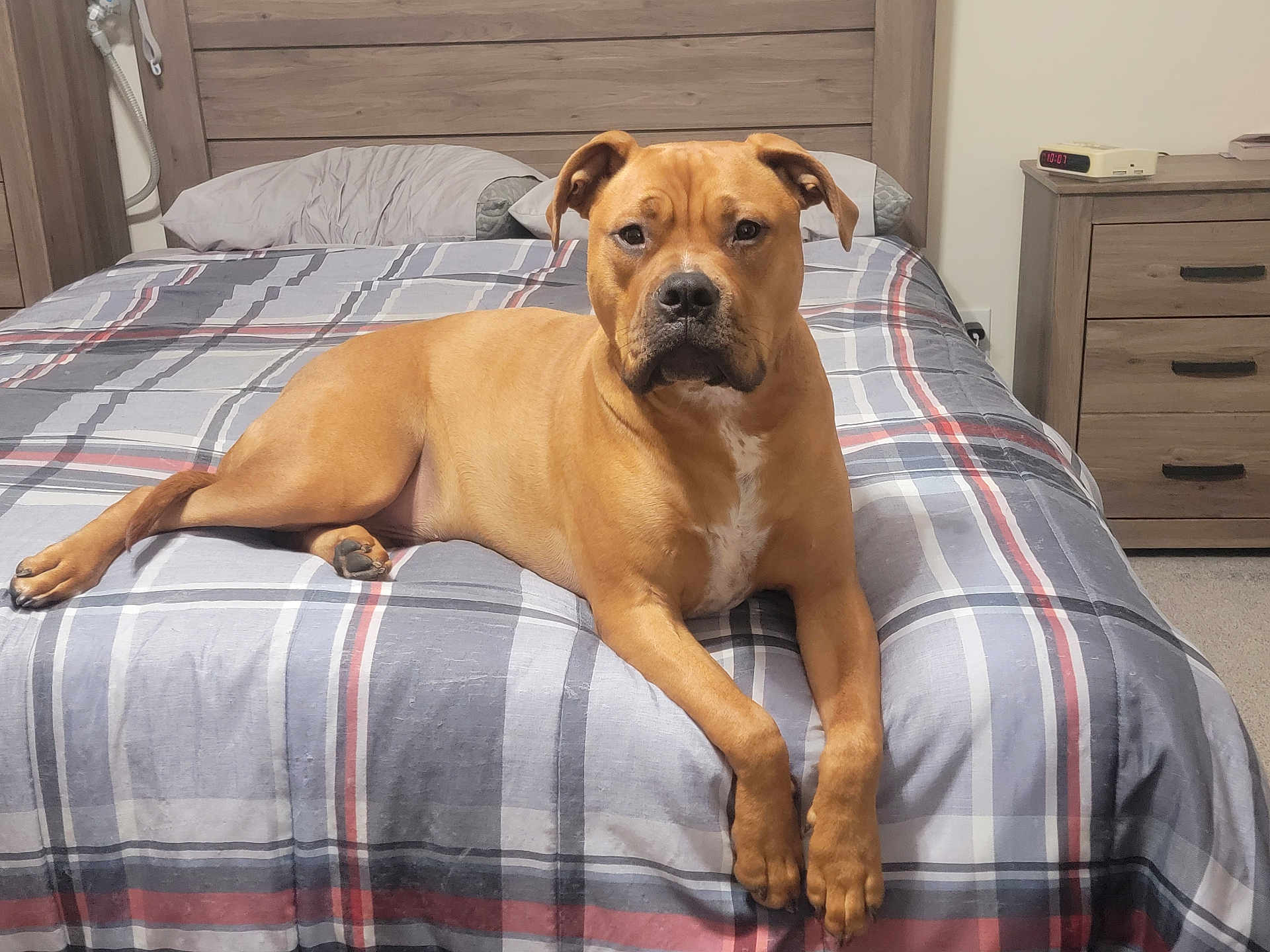 Zeus