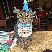 Jenus is registered to the contest to win money with this photo: cat, tabby_cat, birthday_hat, birthday_bib, kitchen, counter, pet_food, papers, indoor, feline, celebration, animal, pet, whiskers, ears, eyes, table, chair, domestic, cute