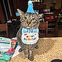 cat, tabby_cat, birthday_hat, birthday_bib, kitchen, counter, pet_food, papers, indoor, feline, celebration, animal, pet, whiskers, ears, eyes, table, chair, domestic, cute