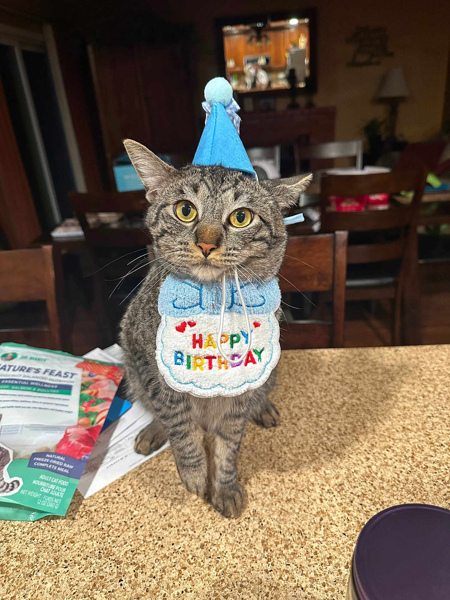 Jenus is registered to the contest to win money with this photo: cat, tabby_cat, birthday_hat, birthday_bib, kitchen, counter, pet_food, papers, indoor, feline, celebration, animal, pet, whiskers, ears, eyes, table, chair, domestic, cute