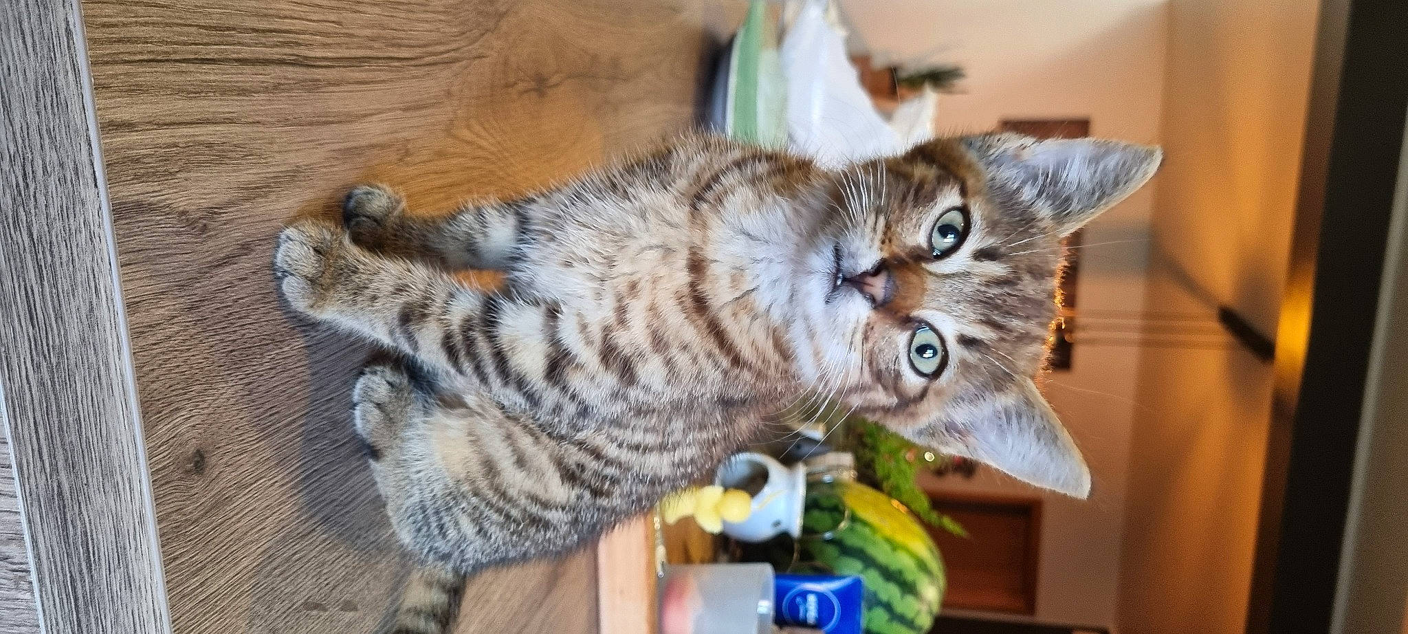 Looky participe au concours pour gagner de l'argent avec cette photo : carnivore, cat, claw, domestic_short_haired_cat, felidae, fur, small_to_medium_sized_cats, tail, terrestrial_animal, whiskers, wood