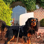 Voltaire participe au concours pour gagner de l'argent avec cette photo : dog, spaniel, cavalier_king_charles_spaniel, black_and_tan, pet, canine, long_hair, floppy_ears, brown_eyes, standing, harness, leash, brick_steps, brick_house, ivy, garden, outdoors, portrait, sunlight, architecture