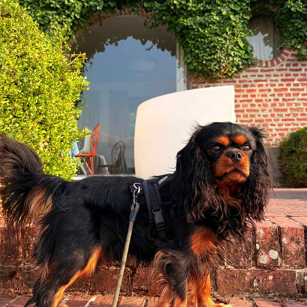 Voltaire participe au concours pour gagner de l'argent avec cette photo : dog, spaniel, cavalier_king_charles_spaniel, black_and_tan, pet, canine, long_hair, floppy_ears, brown_eyes, standing, harness, leash, brick_steps, brick_house, ivy, garden, outdoors, portrait, sunlight, architecture