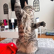 Smokey joined the competition — help win amazing prizes! cat, coffee_table, couch, cozy, feline, fur, hardwood_floor, home_interior, living_room, long_hair, paw, pet, playful, raised_paw, red_blanket, rug, sitting, television, wall_mirror, whiskers