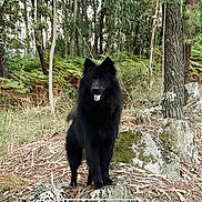 Braga a rejoint le concours — aidez-le/la à gagner de superbes lots ! dog, black_dog, forest, trees, rocks, path, nature, outdoor, animal, canine, fur, moss, greenery, happy, standing, wildlife, tongue_out, woods, scenery, daylight