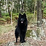 dog, black_dog, forest, trees, rocks, path, nature, outdoor, animal, canine, fur, moss, greenery, happy, standing, wildlife, tongue_out, woods, scenery, daylight