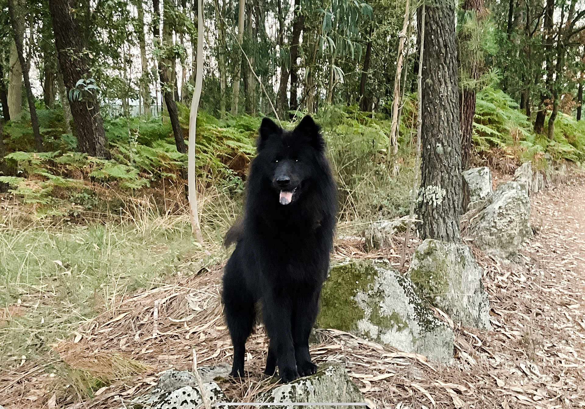 Braga a rejoint le concours — aidez-le/la à gagner de superbes lots ! dog, black_dog, forest, trees, rocks, path, nature, outdoor, animal, canine, fur, moss, greenery, happy, standing, wildlife, tongue_out, woods, scenery, daylight