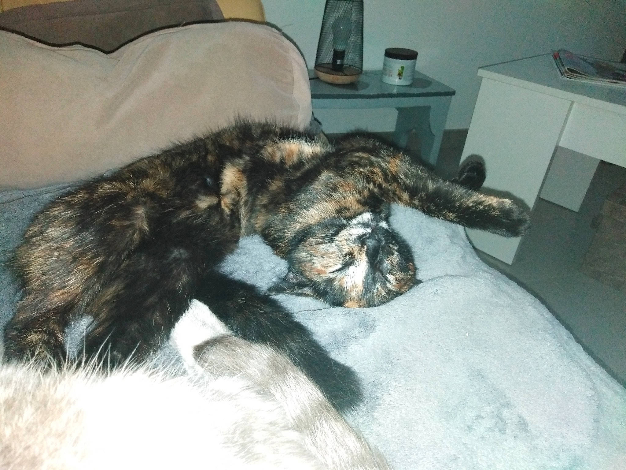 Chipie participe au concours pour gagner de l'argent avec cette photo : carnivore, cat, claw, domestic_short_haired_cat, european_shorthair, felidae, fur, sleep, small_to_medium_sized_cats, tail, whiskers