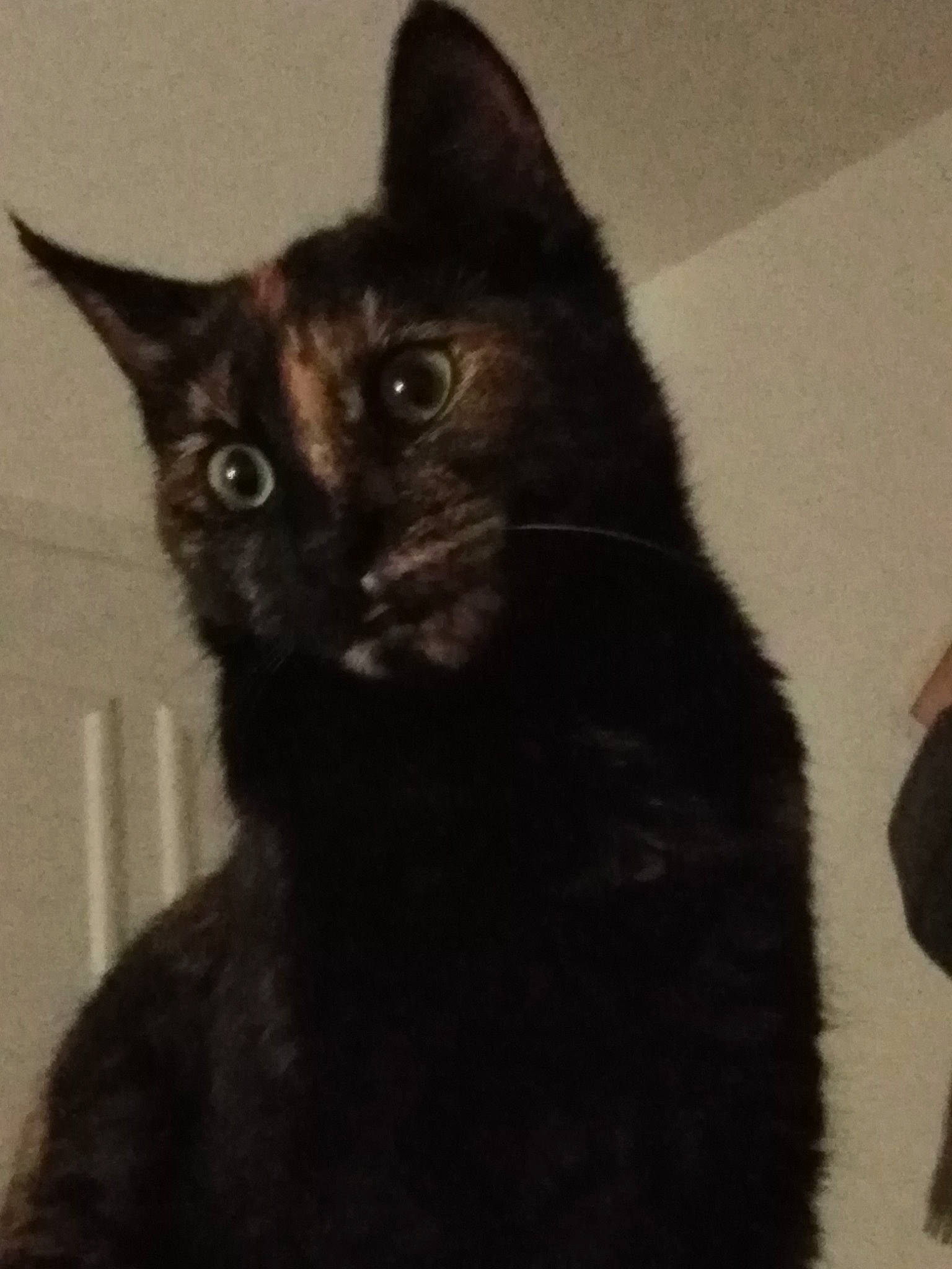 Chipie participe au concours pour gagner de l'argent avec cette photo : asian, black_cat, bombay, carnivore, cat, domestic_short_haired_cat, felidae, fur, german_rex, kitten, mammal, polydactyl_cat, small_to_medium_sized_cats, tail, vertebrate, whiskers