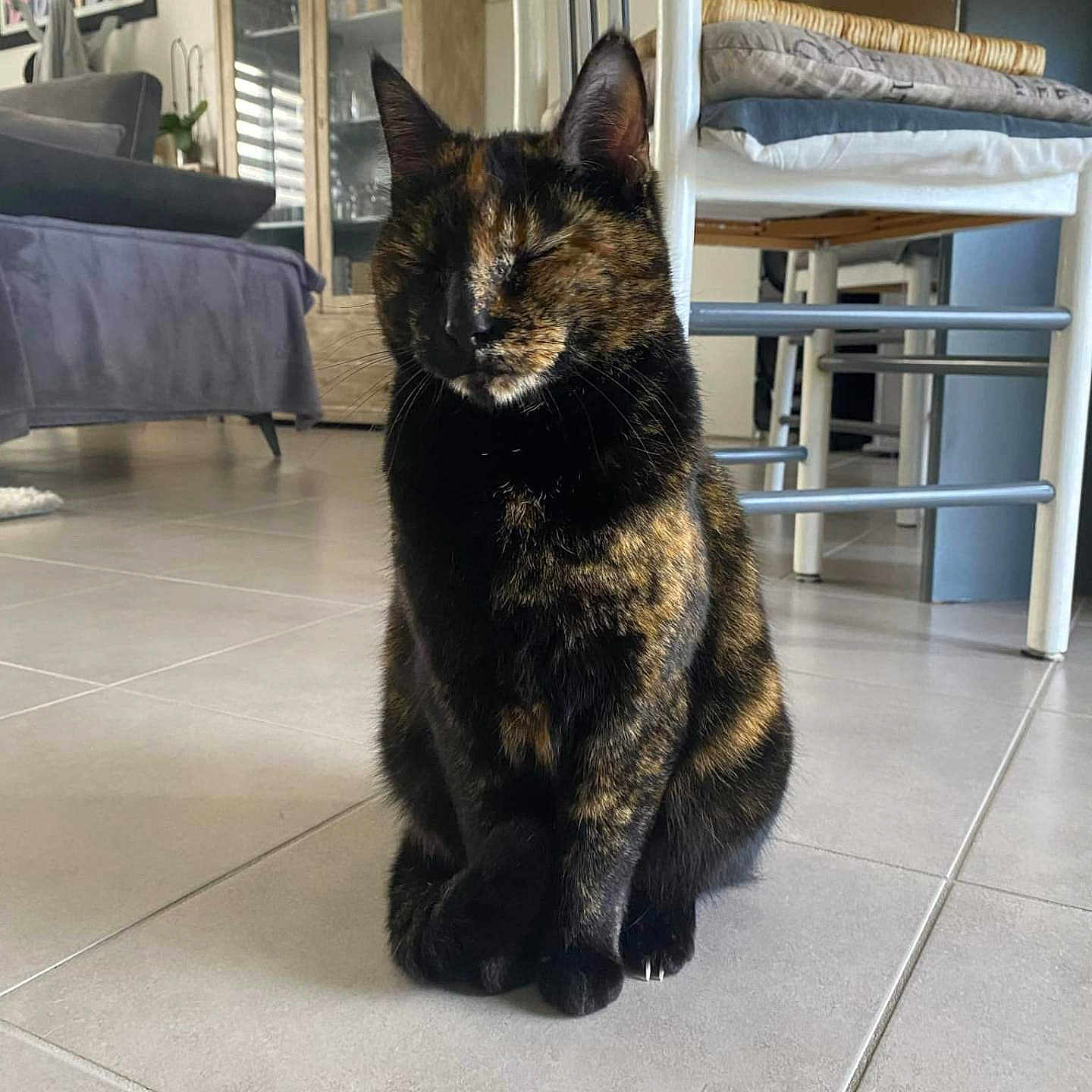 Chipie participe au concours pour gagner de l'argent avec cette photo : animal, architecture, bed, bedroom, building, cat, couch, furniture, hardwood, homedecor, housing, indoors, kitten, manx, person, pet, photoframe, room, table, wood